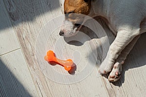 Portrait of a cute little dog sleeping next to a toy rubber bone. Puppy dozes on the floor in the sun. Jack Russell