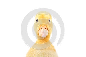 Portrait of a cute little duckling