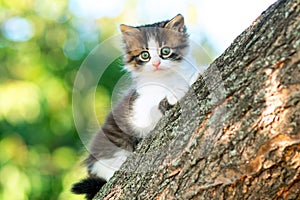 Portrait of a cute little fluffy kitten climbing on a tree branch in the nature