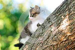 Portrait of a cute little funny kitten climbing on a tree branch in the nature