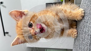 Portrait cute little ginger Kitten waiting for food. Little striped red cat siting on sofa at home licking and looking