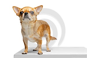 Portrait of cute little golden color chihuahua isolated on white studio background. Concept of animal life, breeds, vet