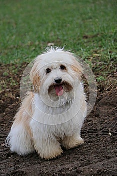 a portrait of a cute little havanese sitting on a sandy path