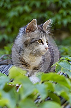 Portrait of cute little kitten on a reed roof with green leaves