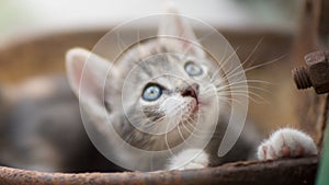 Portrait of a cute little kitty outdoors, domestic lovely cat, charming playfull baby animal, cat plays in a rusty bowl