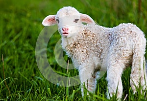 portrait of cute little lamb grazing in green spring meadow