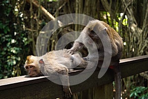 Portrait of cute little monkey babies and mother in sunny Monkey Forest Ubud, Bali, Indonesia. Beautiful macaque family