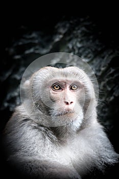 Portrait of cute little monkey with serious face.