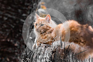 Portrait of cute little orange cat lying on tree trunk outdoors in selective color black and white in blurred background