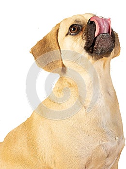Portrait of cute little puggle being excited to eat treats while sticking his tongue out