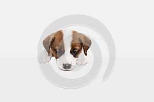 Portrait of cute little puppy of Jack Russell dog isolated on white background.