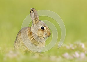 Portrait of a cute little rabbit sitting in meadow