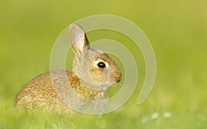 Portrait of a cute little rabbit sitting in meadow