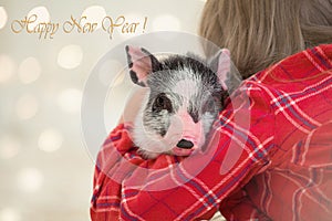 Portrait of a cute little spotted piggy in her hands. Copy space Christmas lights