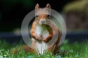 Portrait of cute little squirrel