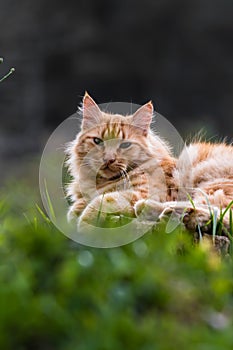 Portrait of cute little vagrant cat isolated lying on tree trunk outdoors i