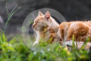 Portrait of cute little vagrant orange cat lying on tree trunk outdoors in blurred background