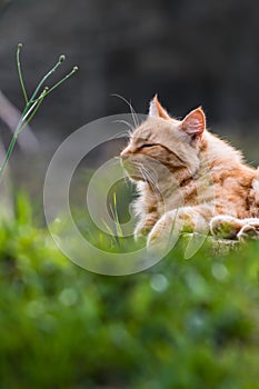 Portrait of cute little vagrant orange cat lying on tree trunk outdoors in blurred background