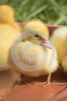 Portrait of cute little yellow baby fluffy muscovy duckling close up