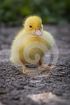 Portrait of cute little yellow baby fluffy muscovy duckling close up