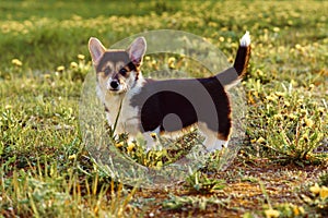 Portrait of cute little young brown white dog welsh pembroke corgi walking with raised tail on green grass in park yard.