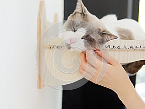 Portrait of a cute long Haired Bi-Color Brown White Ragdoll Cat lying in its nest on wall with eyes closed and enjoying stroke