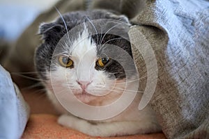 Portrait of a cute lop-eared cat, which lies under the blanket on the bed, close-up photo