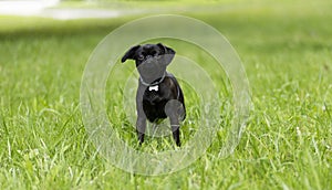 Portrait of cute lovely black pug-dog of breed 'Petit Brabancon Brussels Griffon'