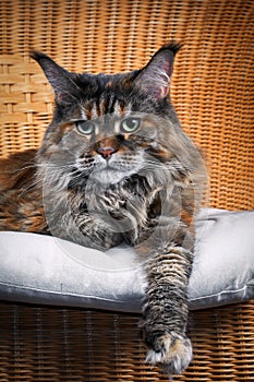 Portrait cute Maine Coon cat stretching out paw in wicker chair