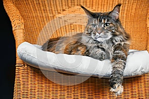 Portrait cute Maine Coon cat stretching out paw in wicker chair
