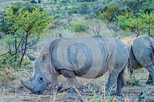 Portrait of a cute male bull white Rhino in greater Kruger in So