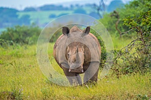 Portrait of cute male bull white Rhino or Rhinoceros in a group