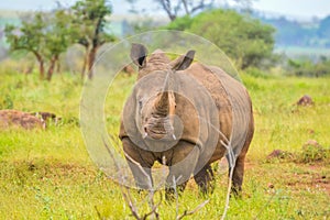 Portrait of cute male bull white Rhino or Rhinoceros in a group