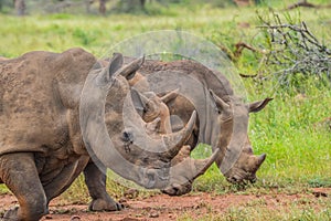 Portrait of cute male bull white Rhino or Rhinoceros in a group