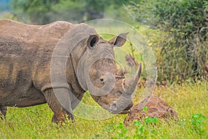 Portrait of cute male bull white Rhino or Rhinoceros in a group