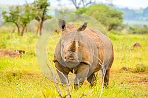 Portrait of cute male bull white Rhino or Rhinoceros in a group