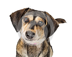 Portrait Cute Medium Size Crossbreed Dog