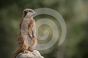 Portrait of cute meerkat