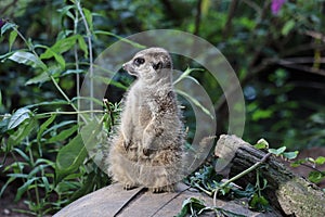 Portrait of a cute meerkat looking into the camera and sitting on a tree trunk