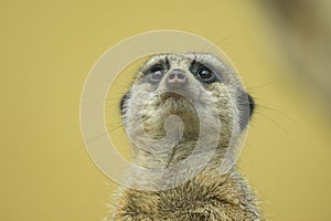 Portrait of a cute Meerkat standing in a zoo