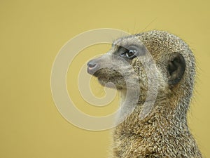 Portrait of a cute Meerkat standing in a zoo