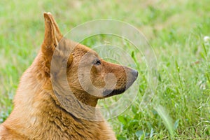 Portrait of cute mixed breed dog in spring grass
