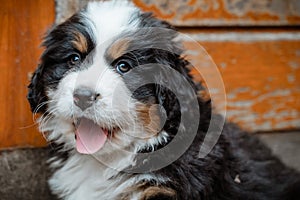 Portrait of a cute mountain bernerse dog pup