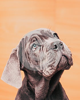 portrait of cute Neapolitan Mastiff puppy