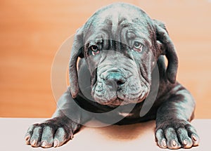 portrait of cute Neapolitan Mastiff puppy