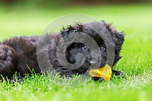 Portrait of a cute Old German Shepherd puppy with ball in the snout