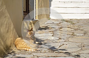 Portrait of a Cute Orange Cat Sitting by the Steps of Kali Strata on Symi