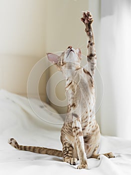 Portrait of cute oriental breed cat playing indoor