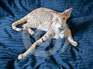 Portrait of cute oriental pure breed cat lying on bed and looking into camera