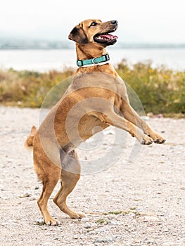 Portrait of cute outbred happy jumping dog on sea coast outside photo